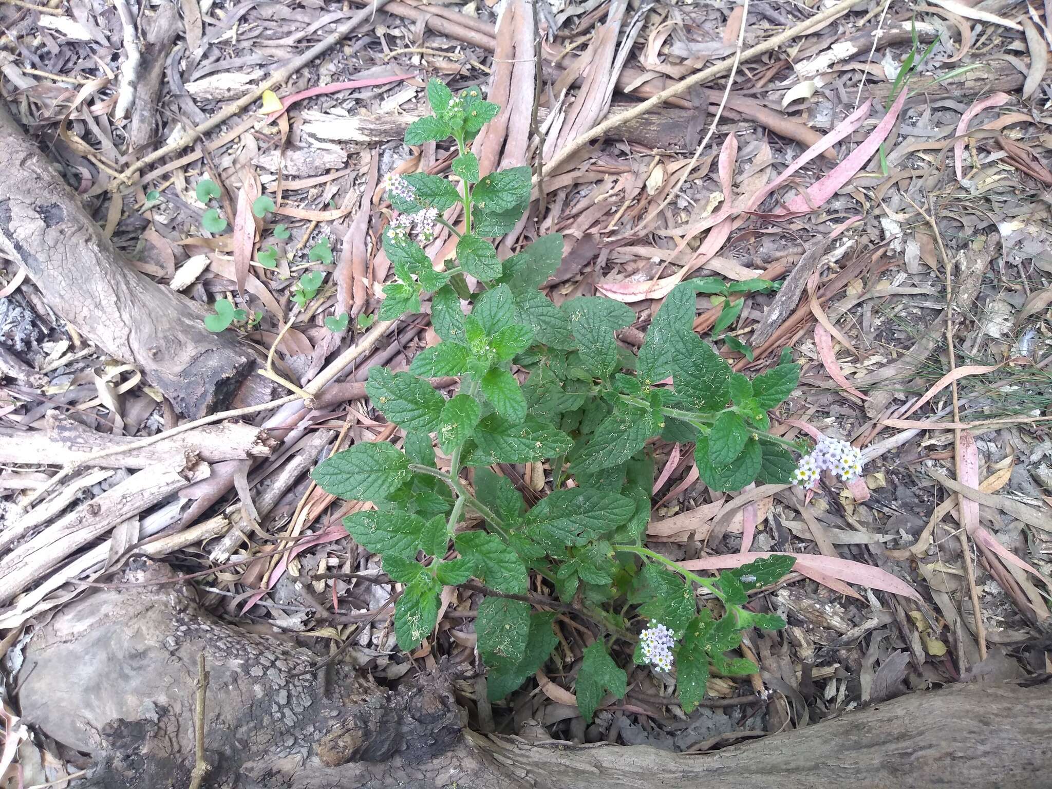 Image of Heliotropium nicotianifolium Poir.