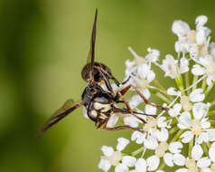 Physocephala marginata (Say 1823)的圖片