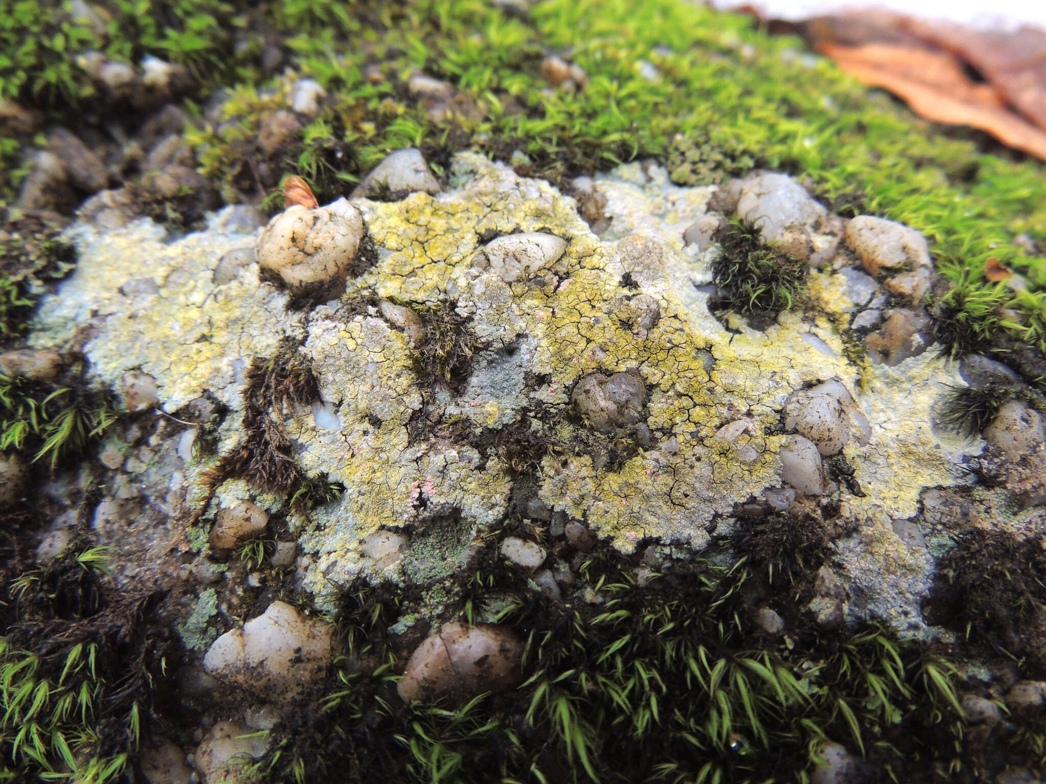 Image of porpidia lichen