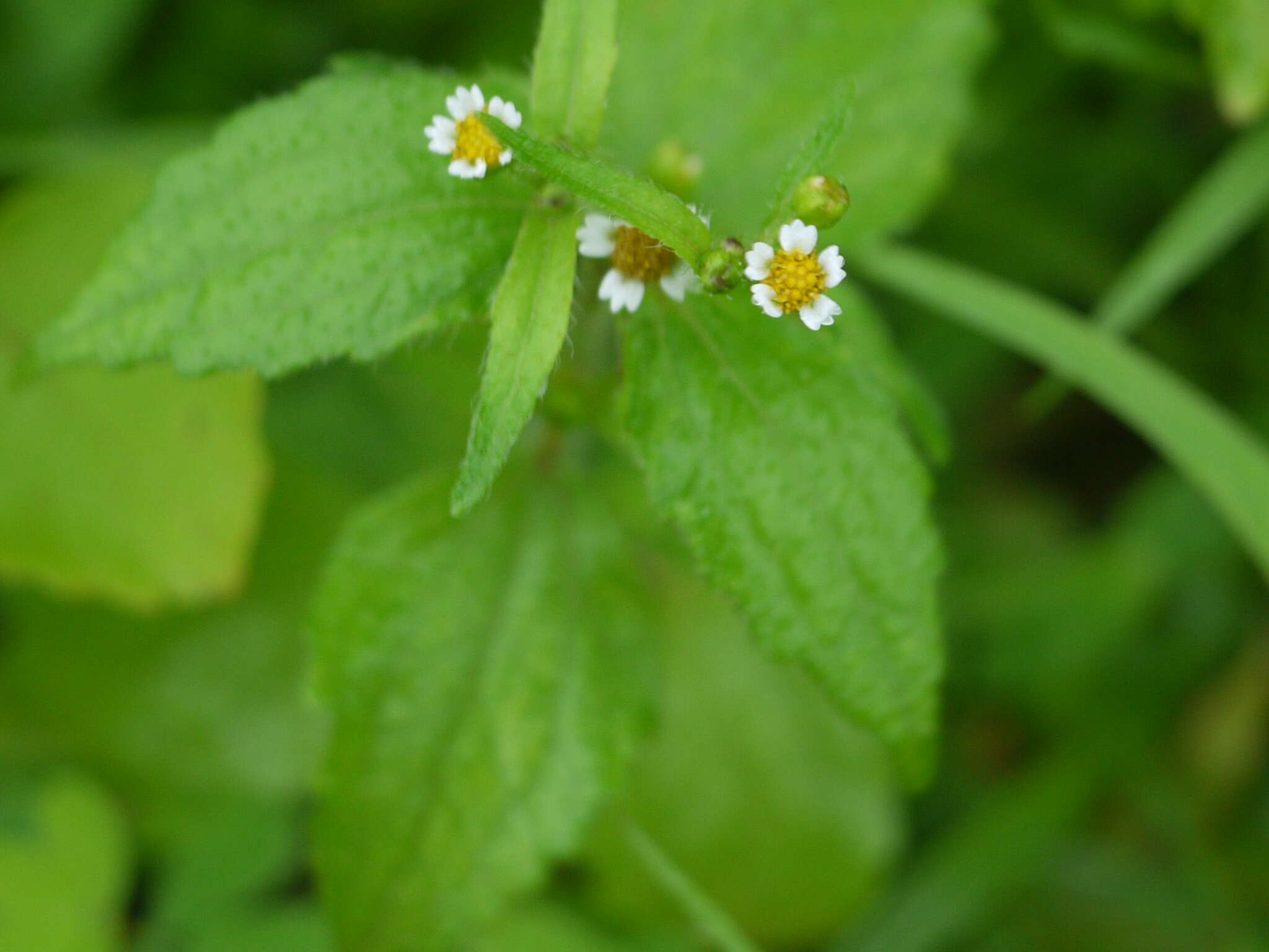 Image of Smooth peruvian daisy