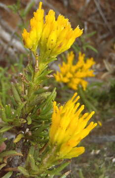 Image of Pteronia paniculata Thunb.