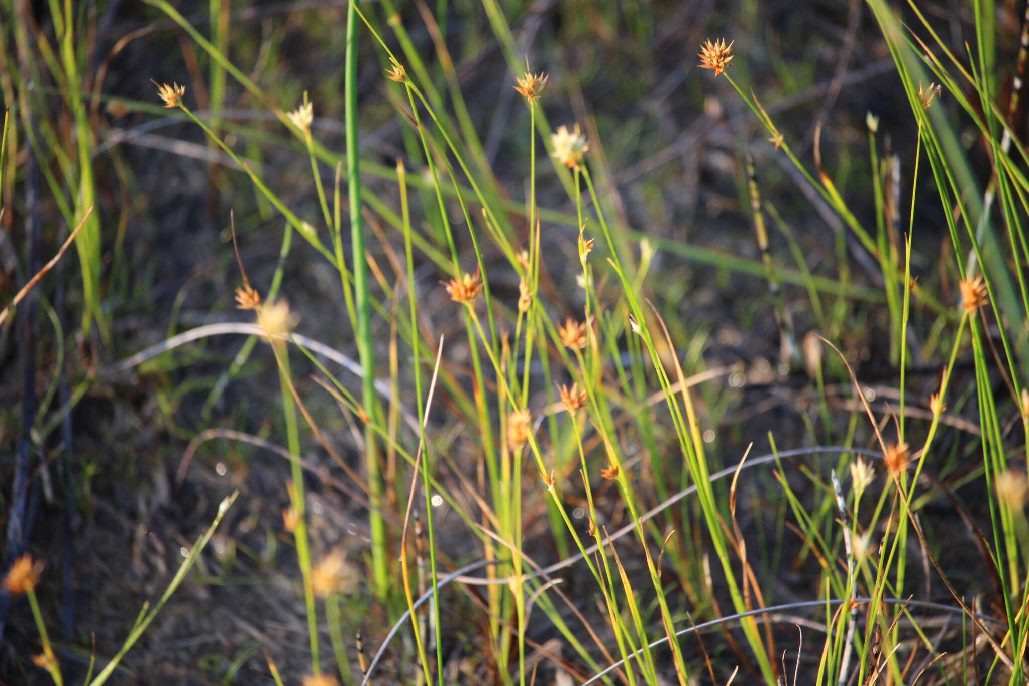 Plancia ëd Rhynchospora alba (L.) Vahl