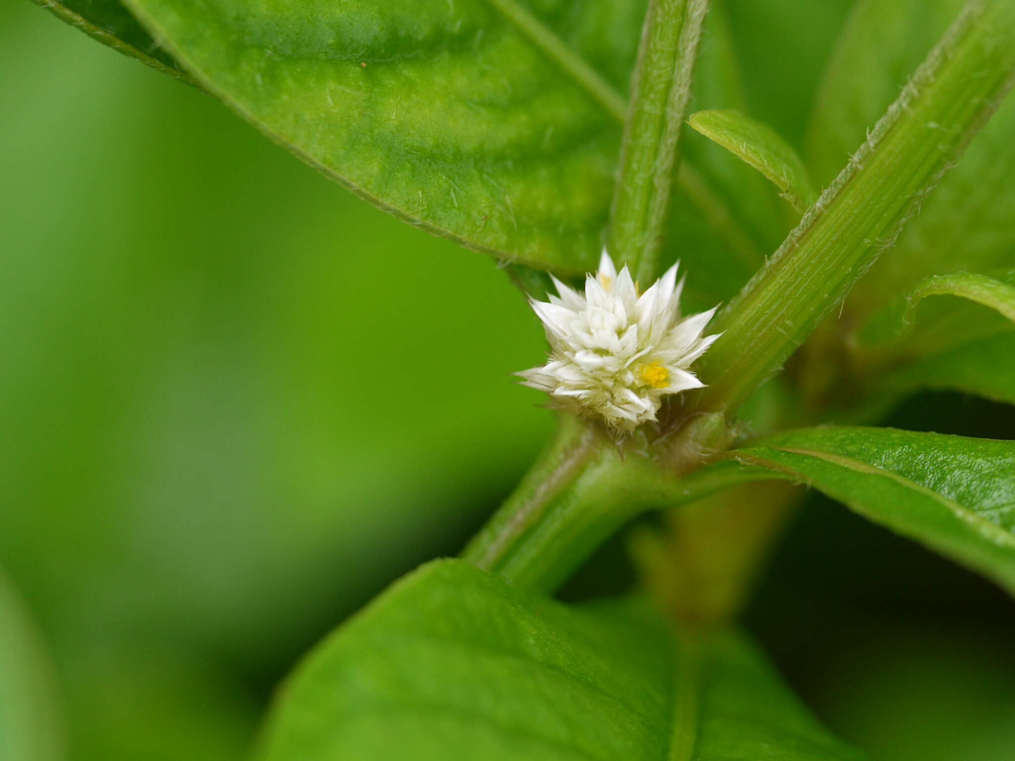 صورة Alternanthera ficoidea (L.) R. Br.