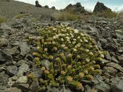 Image of Pimelea traversii subsp. exedra C. J. Burrows