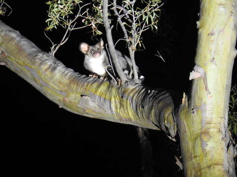 Image of Greater Gliders
