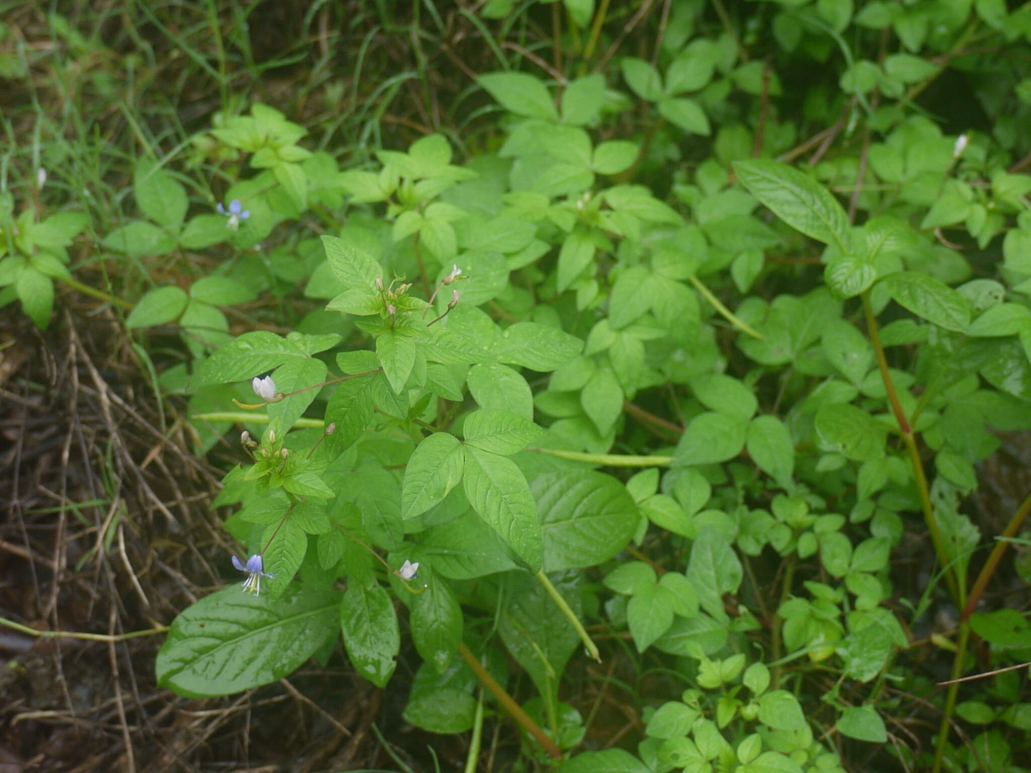 Imagem de Sieruela rutidosperma (DC.) Roalson & J. C. Hall