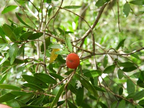 Image of Myrciaria tenella (DC.) O. Berg