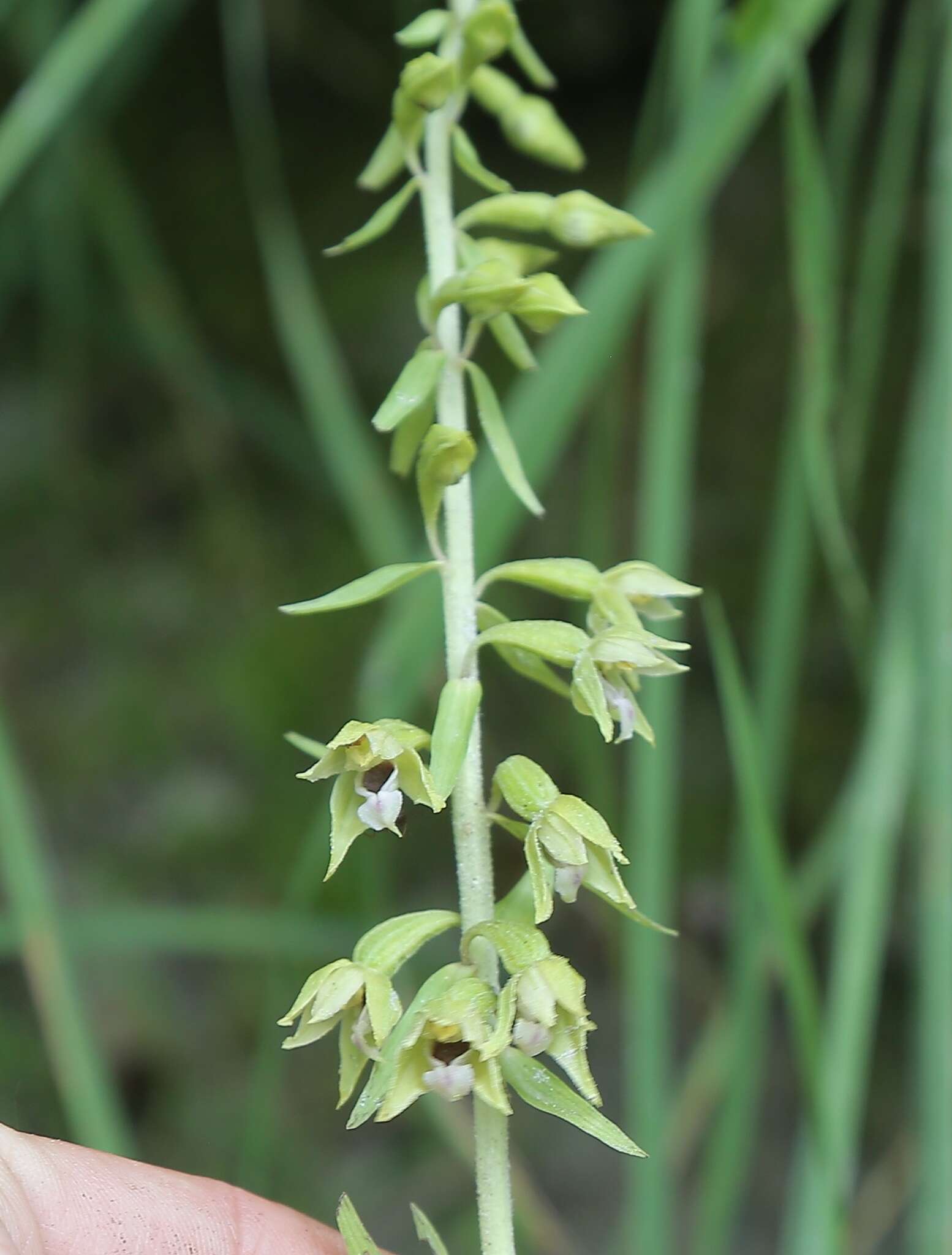 Imagem de Epipactis bugacensis Robatsch