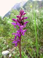 Image de Dactylorhiza lapponica (Laest. ex Hartm.) Soó