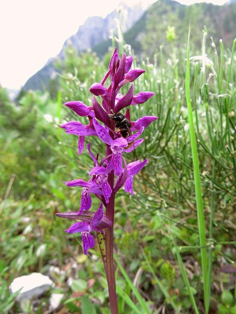 Image de Dactylorhiza lapponica (Laest. ex Hartm.) Soó