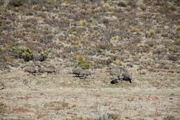 Image of Patagonian Tinamou