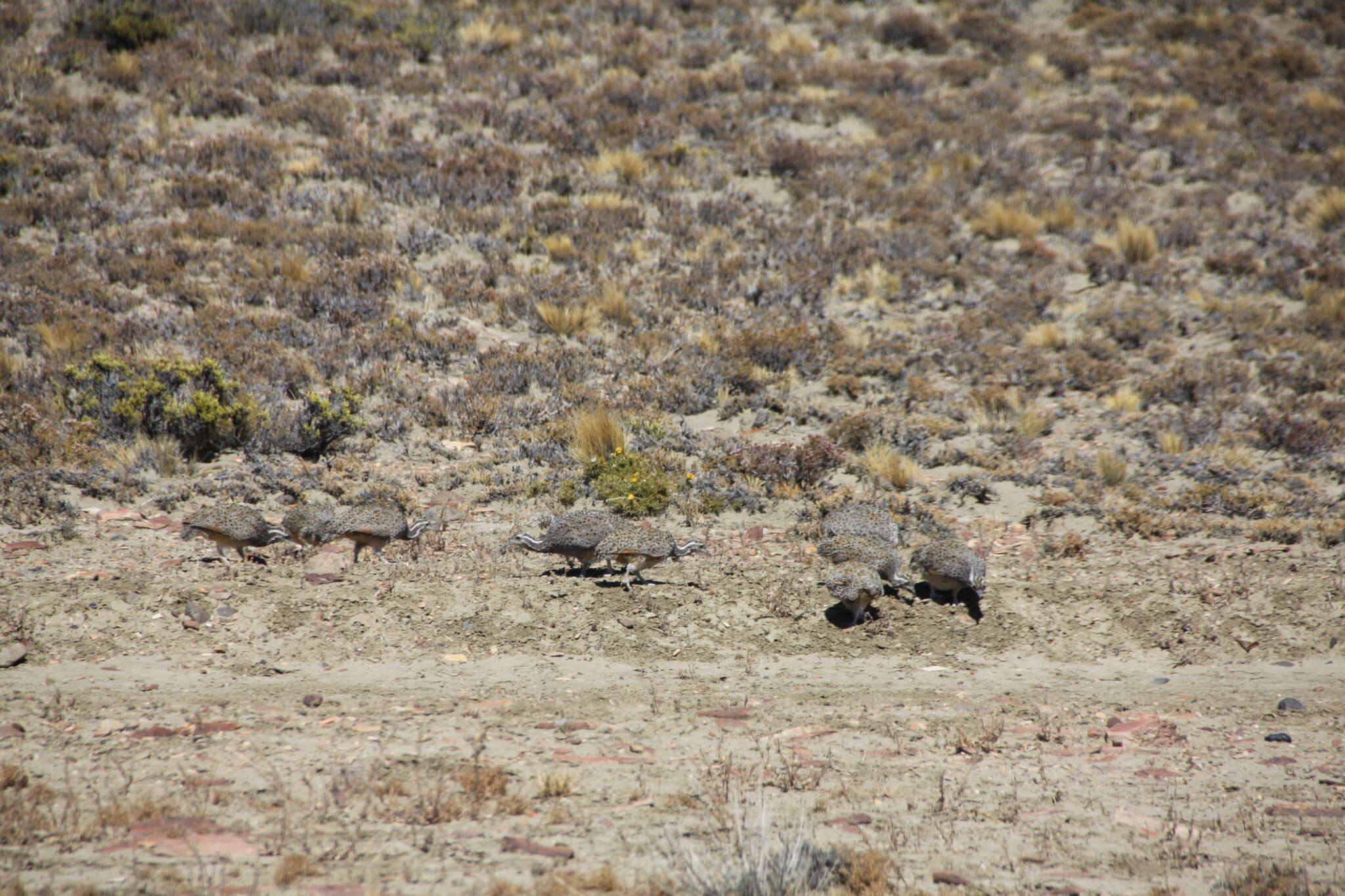 Image of Patagonian Tinamou