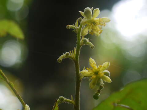 Image de Microcos paniculata L.