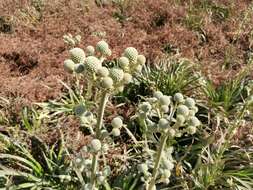 Imagem de Eryngium humboldtii Delar.