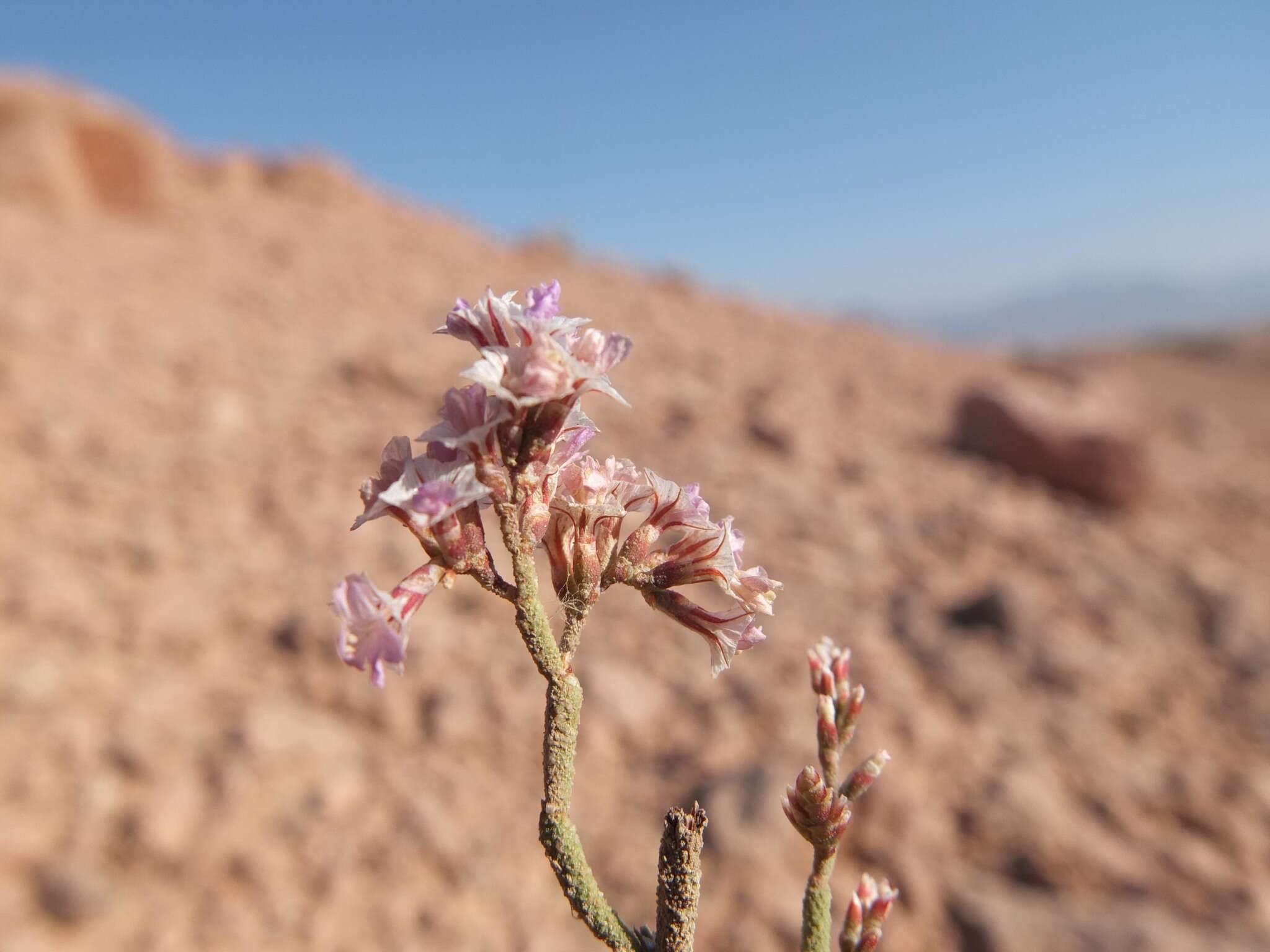 Sivun Limonium pruinosum (L.) Chaz. kuva