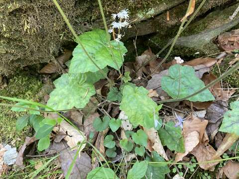 Image of heartleaf foamflower