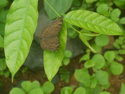 Image of chocolate pansy