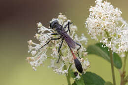 Image of Ammophila procera Dahlbom 1843