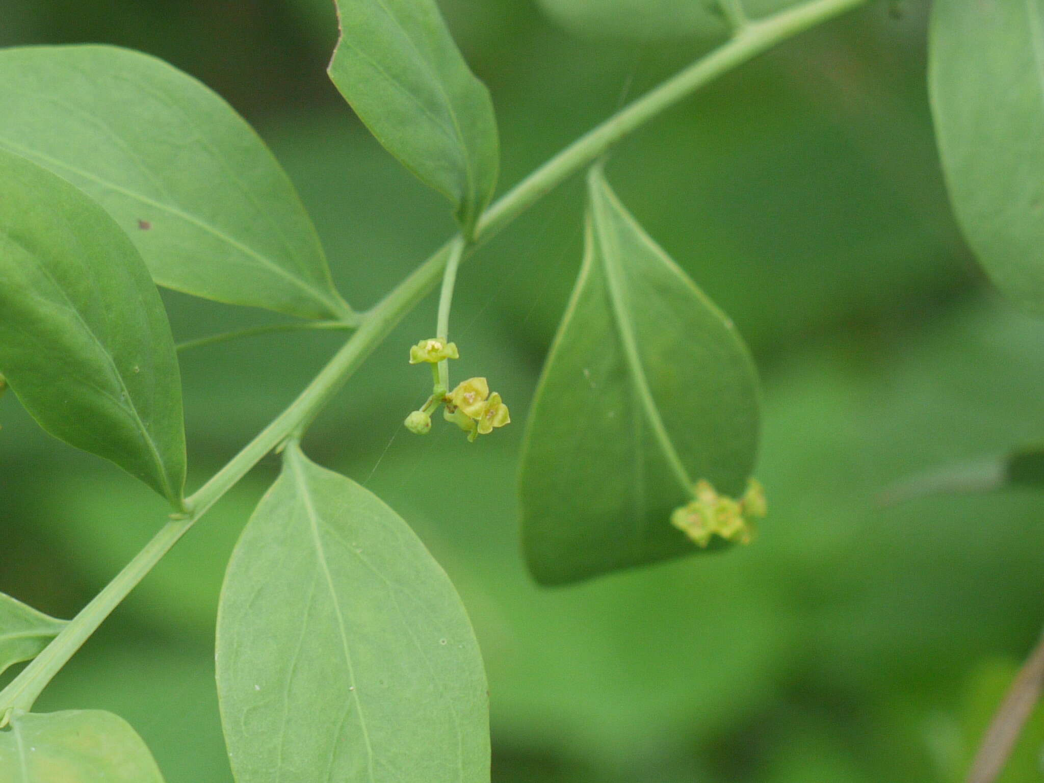 Image of Bark bush