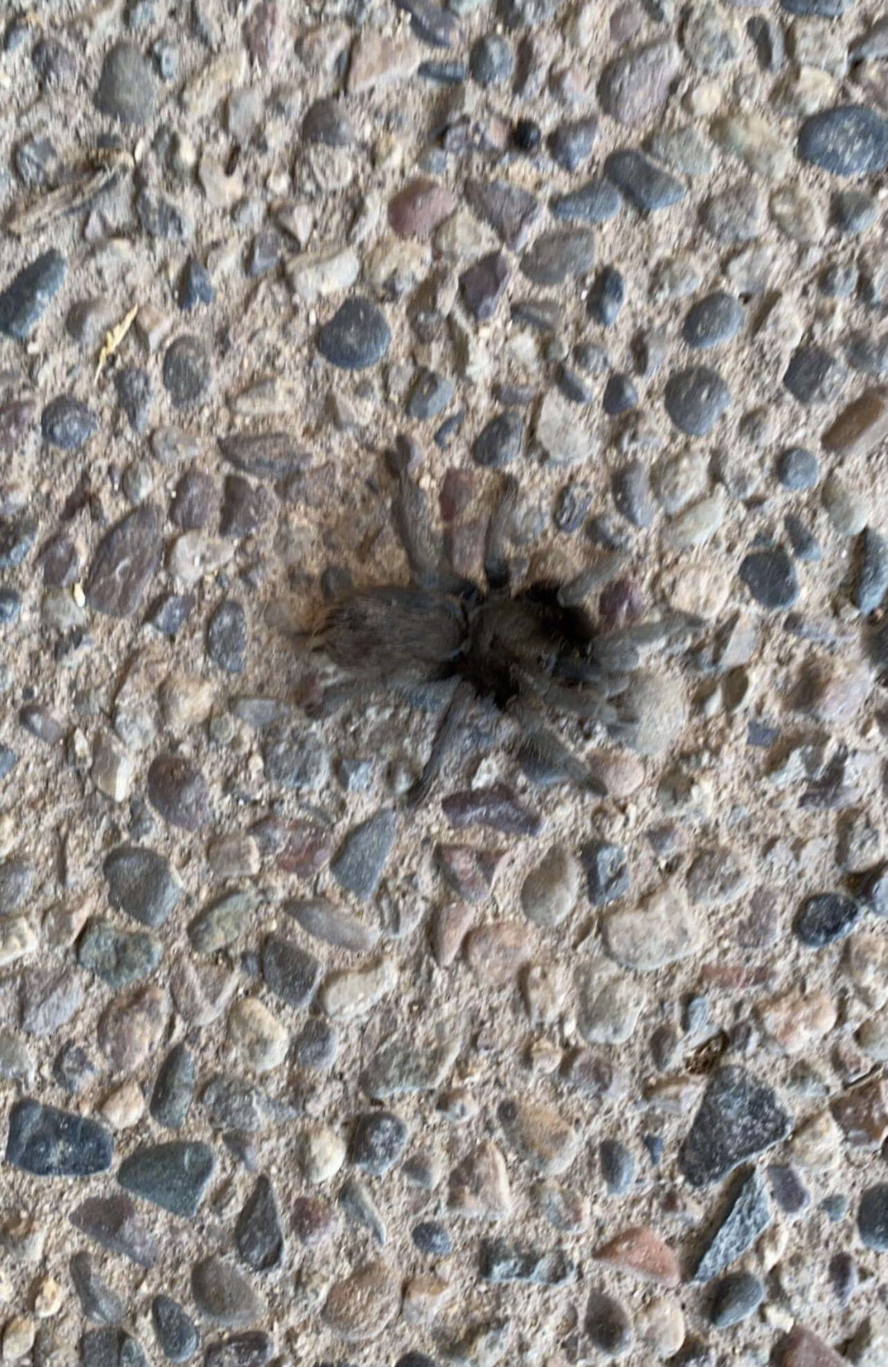 Image of Tuscan Bronze Tarantula