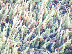 Image de Salicornia tegetaria (S. Steffen, Mucina & G. Kadereit) Piirainen & G. Kadereit