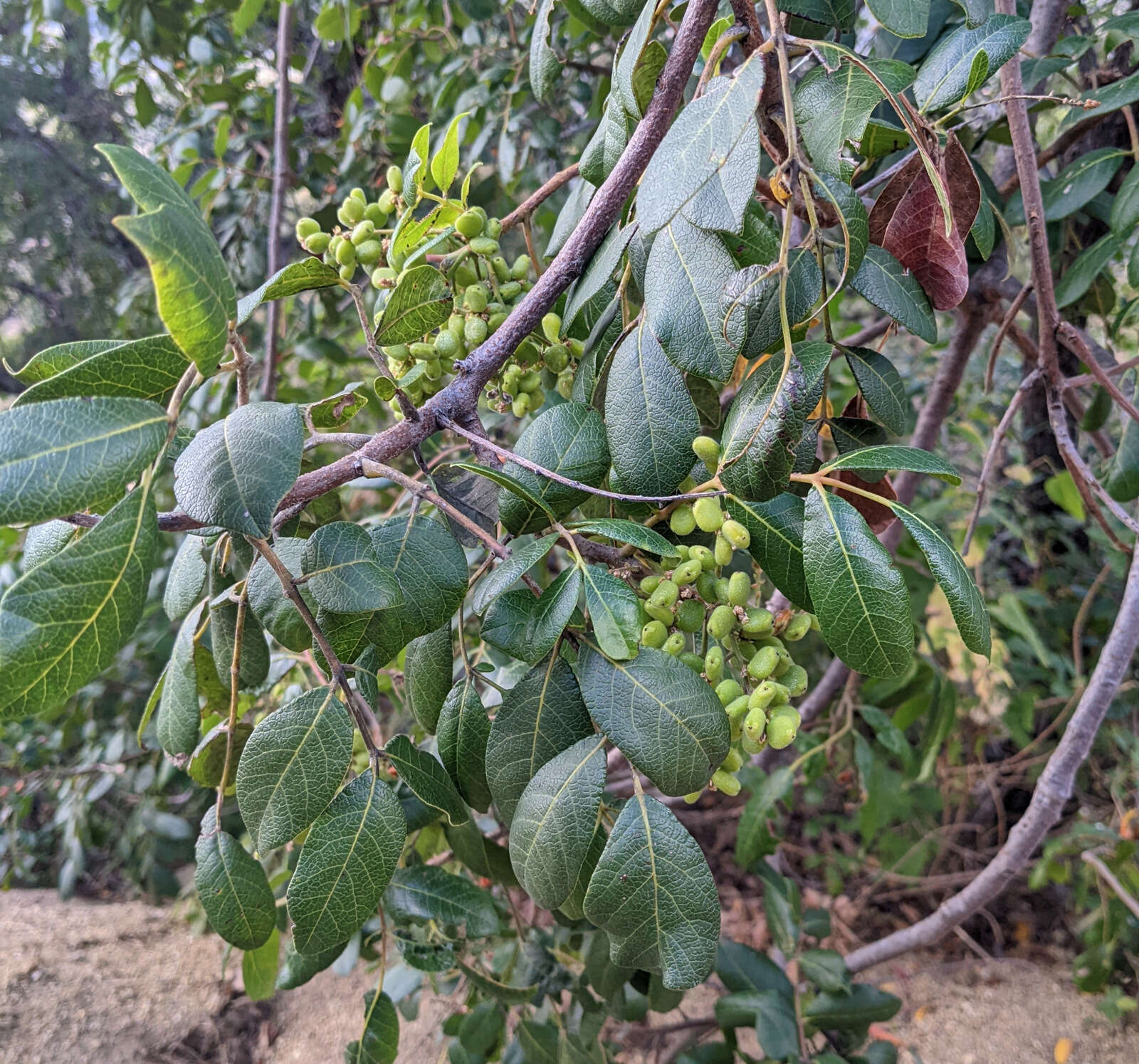 Image of Rhus tepetate Standl. & P. A. Barkley