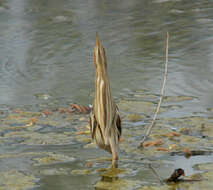 Image of Common Little Bittern