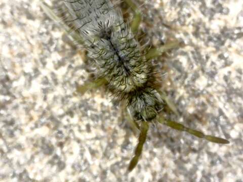 Image of Springtail