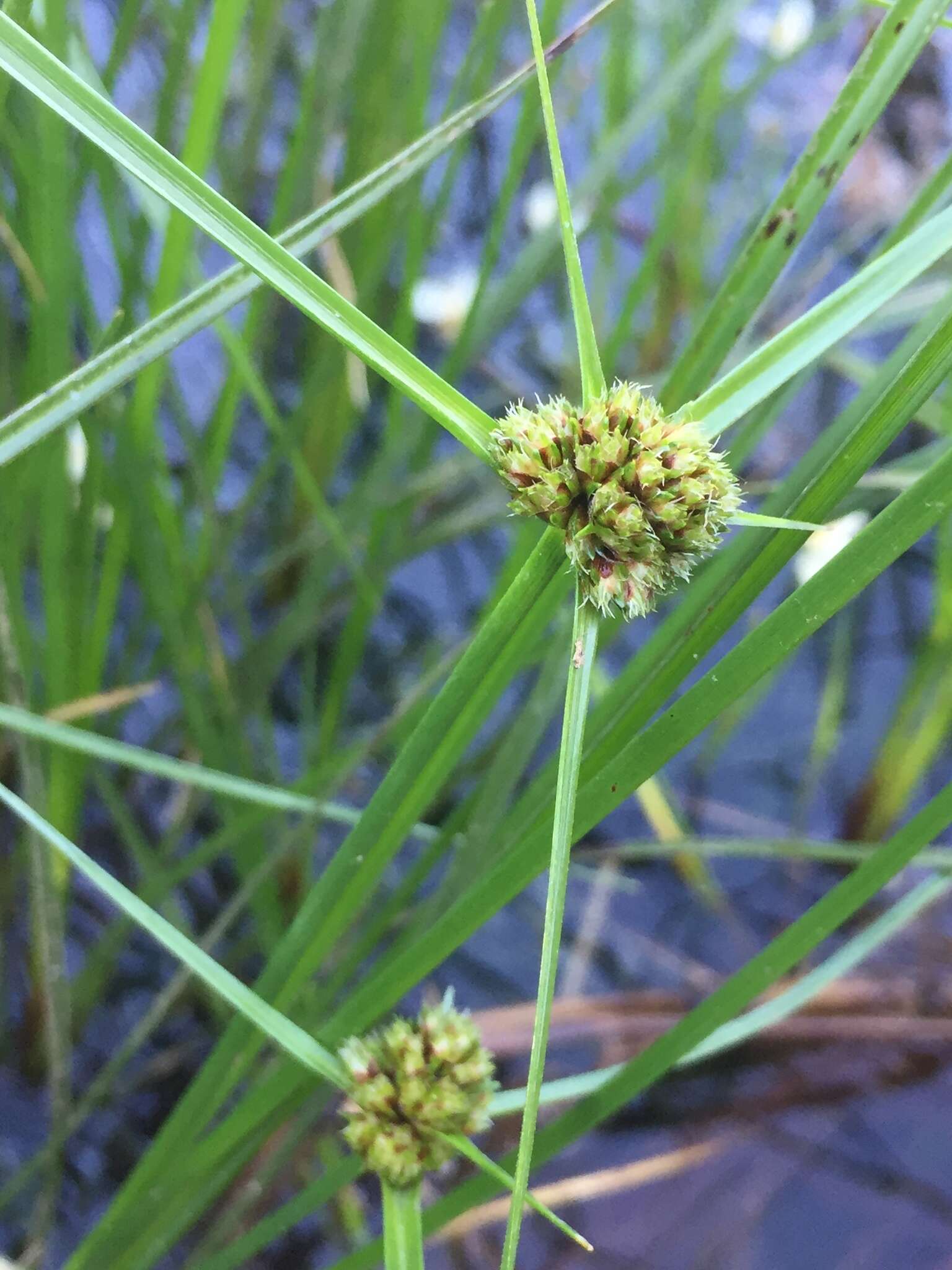 Слика од Cyperus blepharoleptos Steud.