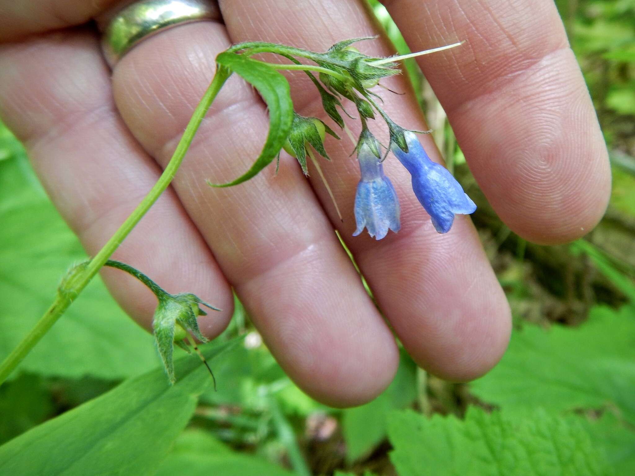 Image of tall bluebells