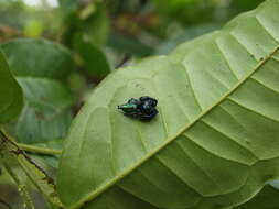 Image of Parnaenus cyanidens (C. L. Koch 1846)