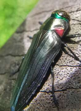 Image of Jewel beetle