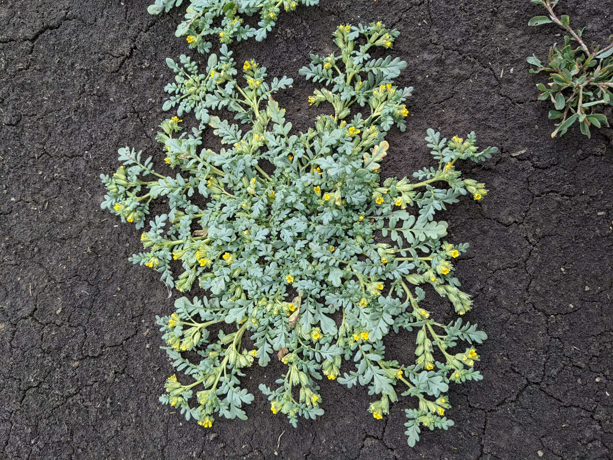 Image of Playa Yellow Scorpion-Weed