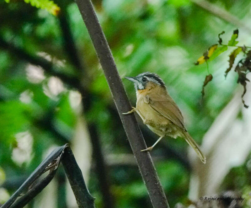 Image of Grey-throated Babbler