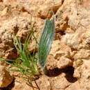 Image de Albuca deserticola subsp. longipilosa (U. Müll.-Doblies & D. Müll.-Doblies) J. C. Manning & Goldblatt
