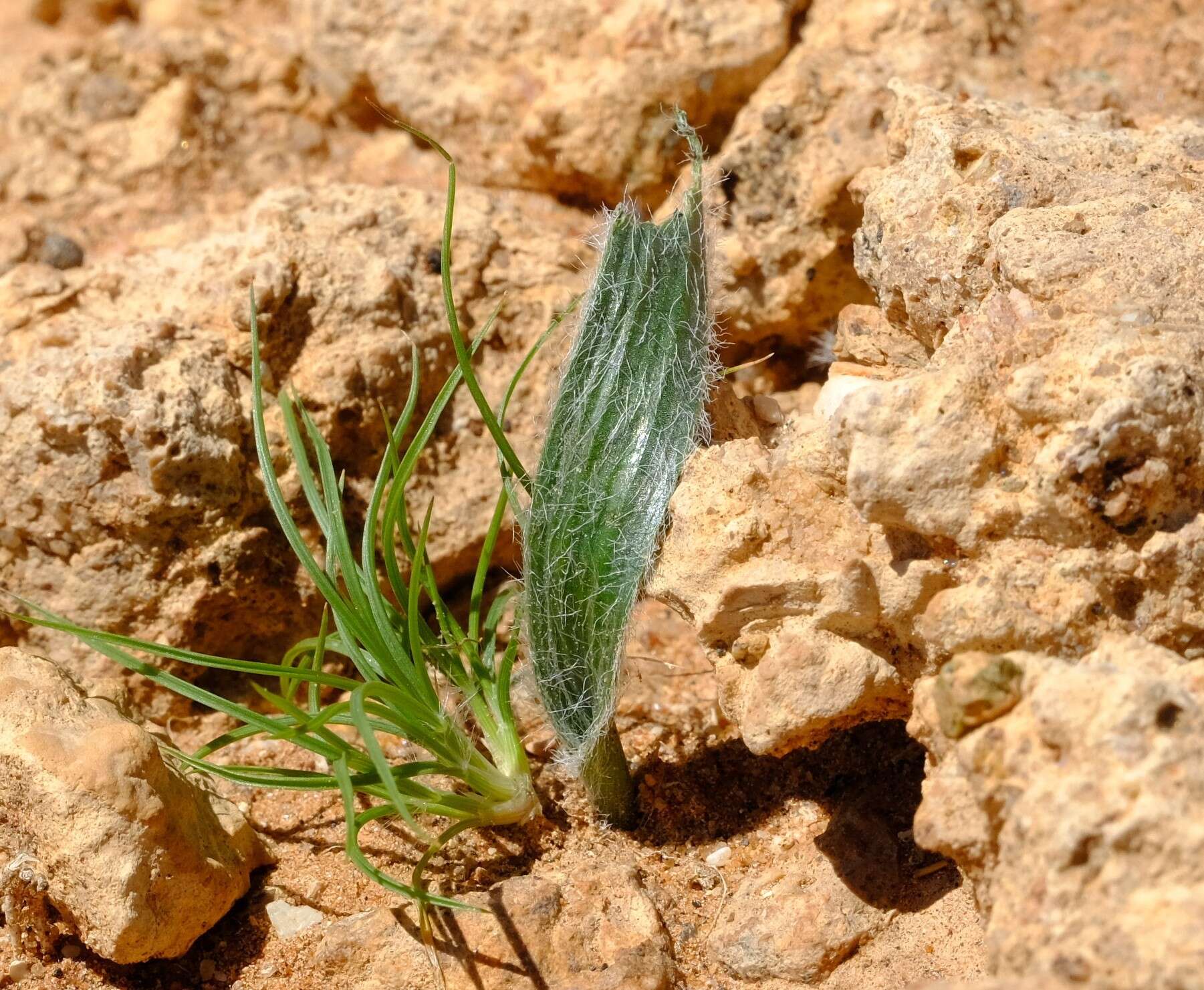 Image of Albuca deserticola subsp. longipilosa (U. Müll.-Doblies & D. Müll.-Doblies) J. C. Manning & Goldblatt