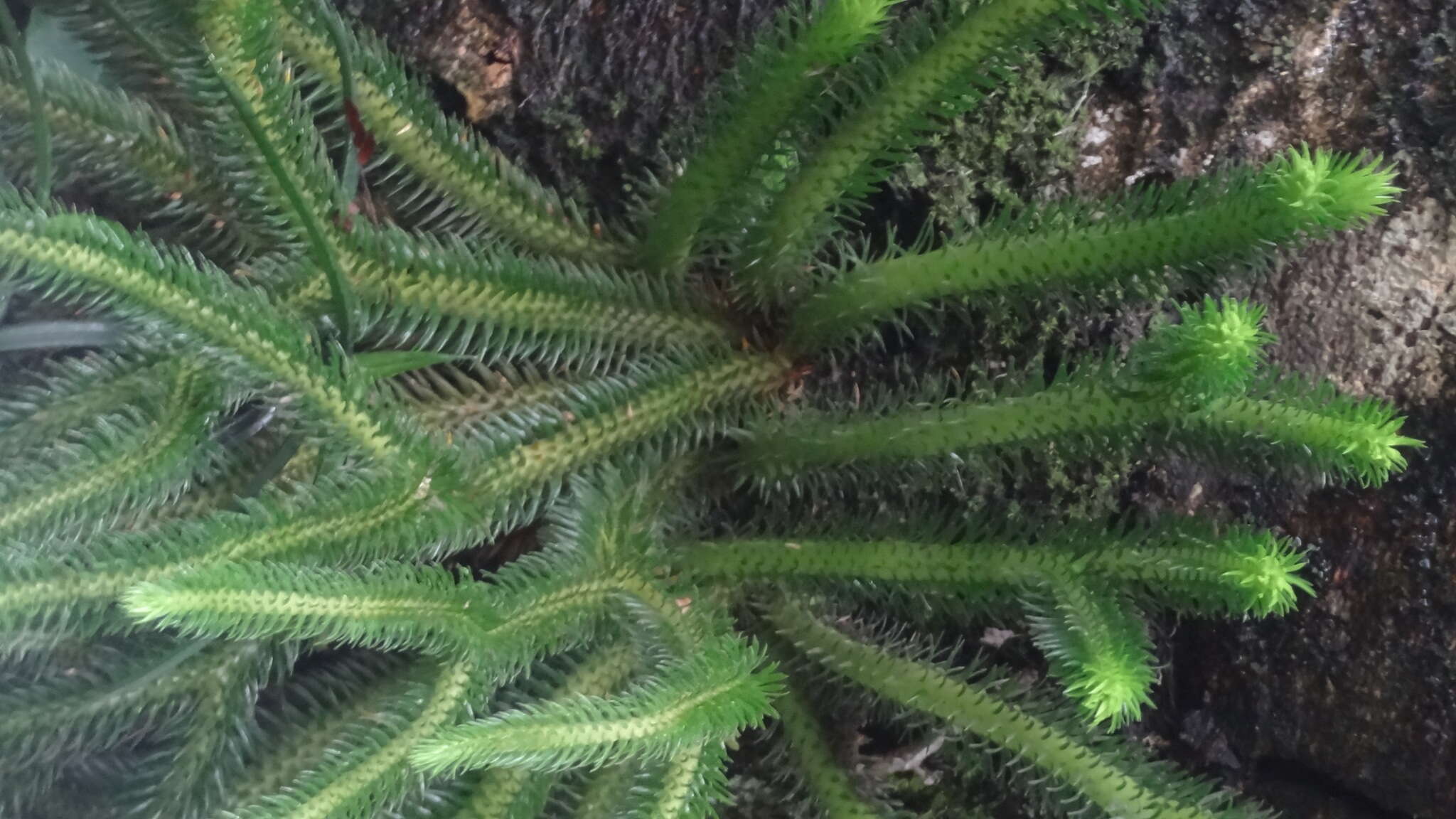 Image of rock tassel fern