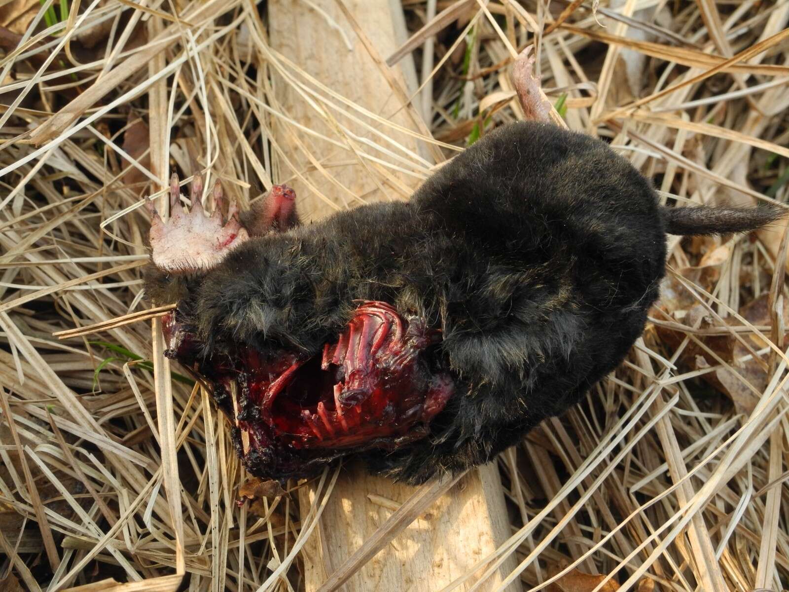 Image of Blind Mole