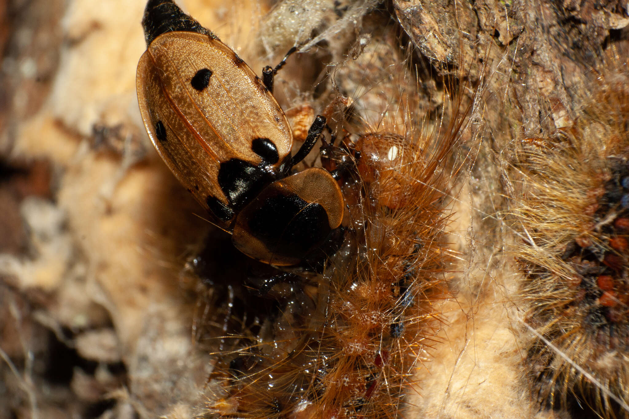 Image of Dendroxena quadrimaculata (Scopoli 1771)