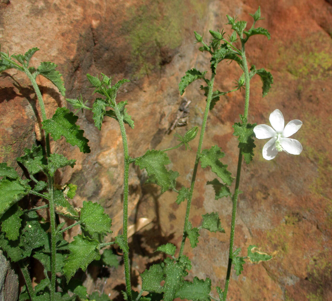 Imagem de Hibiscus meyeri Harv.