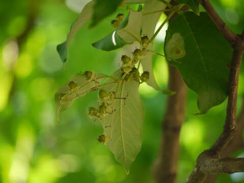 Plancia ëd Lagerstroemia microcarpa Wight