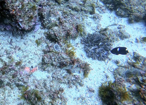 Image of Black Angelfish