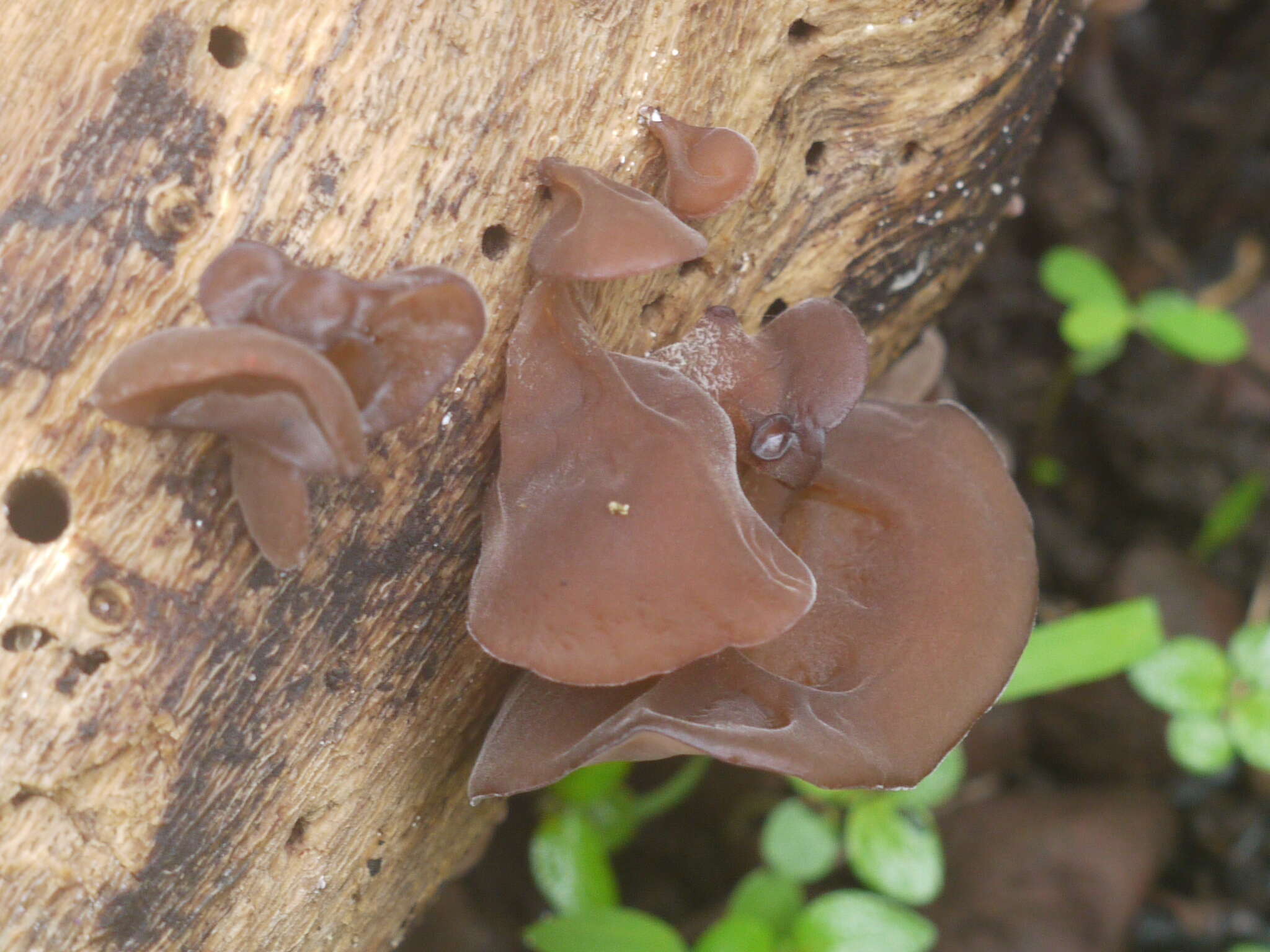 Image of ear fungus