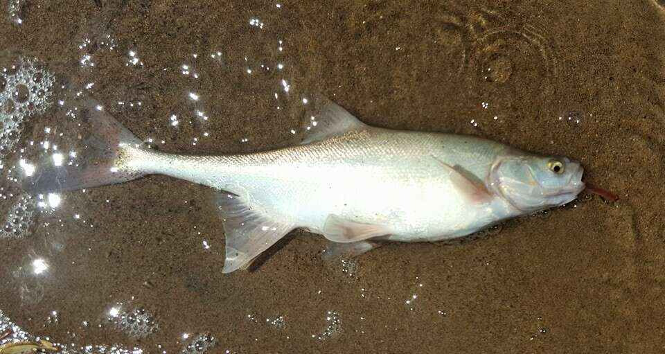 Image of Bonytail Chub