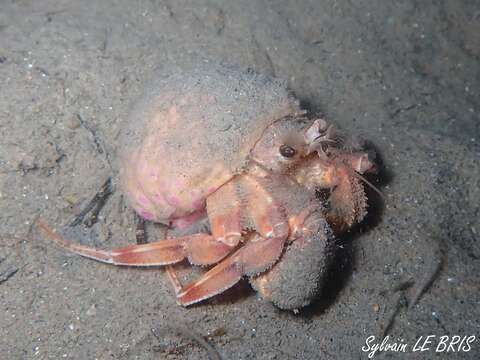 Image of Prideaux's hermit crab