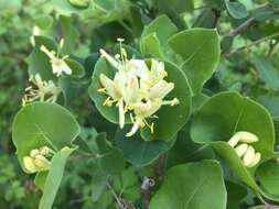 Image of western white honeysuckle