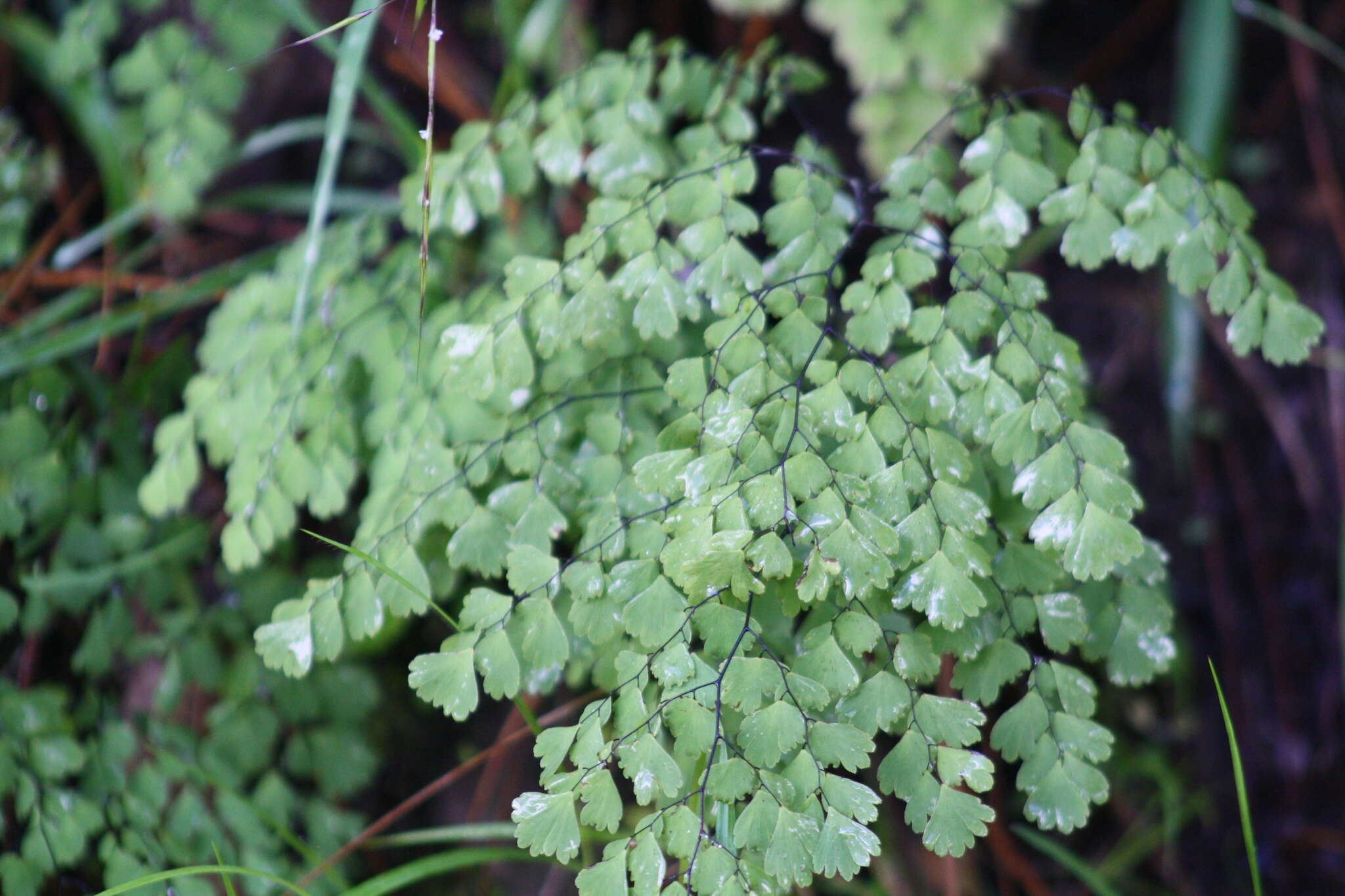 Adiantum andicola Liebm.的圖片