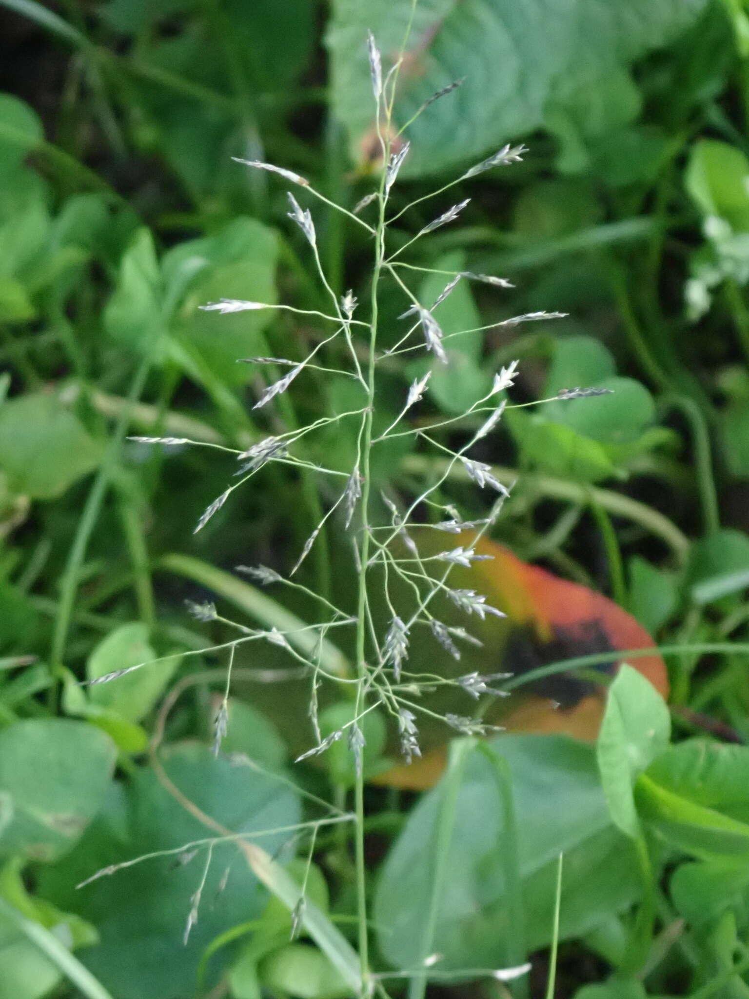 صورة Eragrostis tenuifolia (A. Rich.) Hochst. ex Steud.