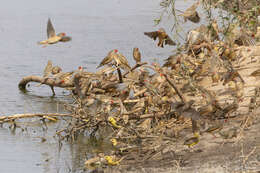 Image of Sudan Golden Sparrow