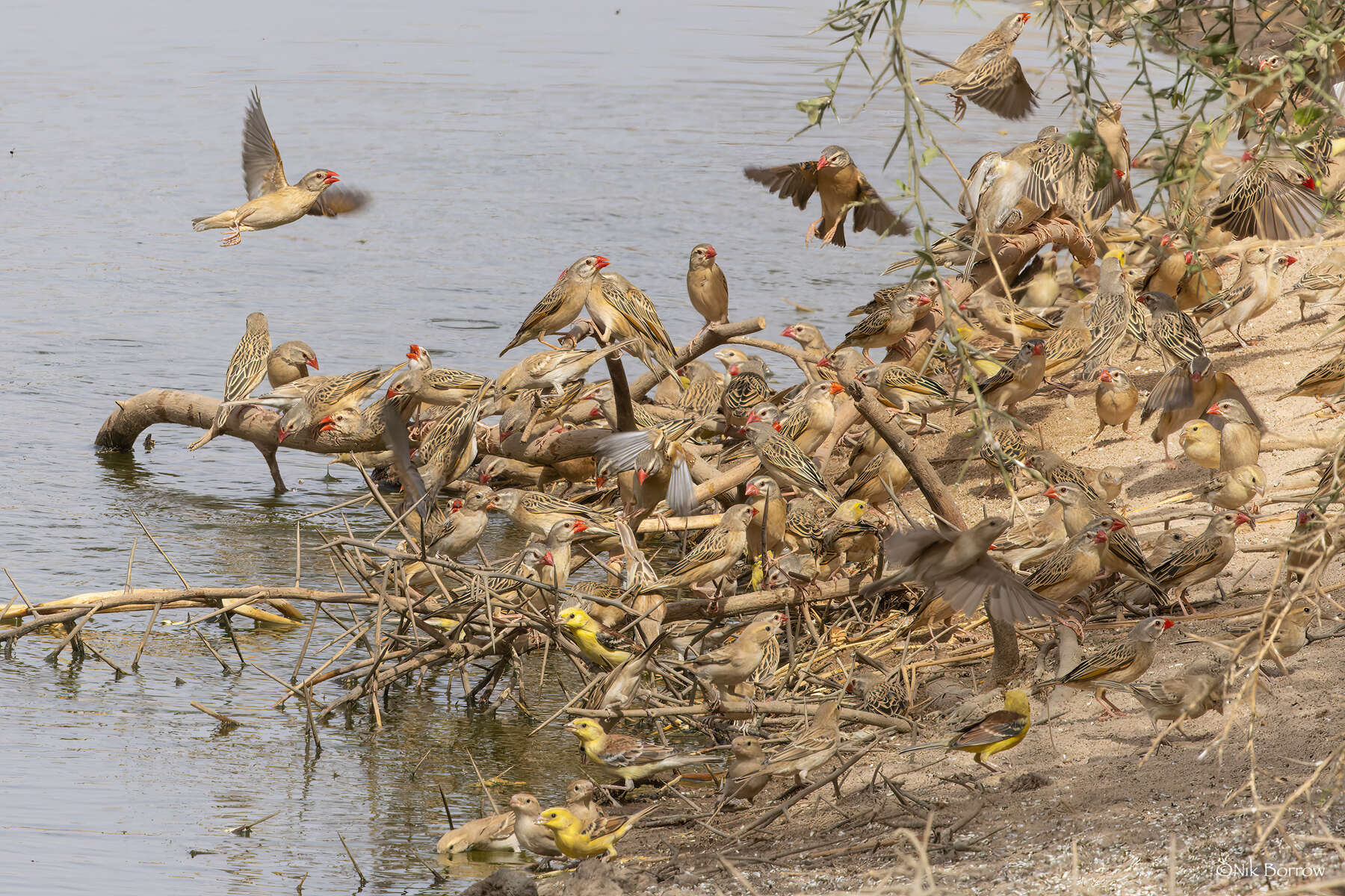 Image of Sudan Golden Sparrow